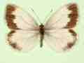 Pieris napi female (aberrant form funebris) (Internet Image property of respective owner, non-commercial use only)